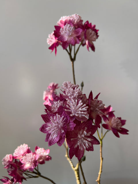Zeeuws knoopje tak 70 cm burgundy