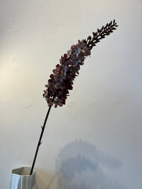 Eremurus steel paars/lila  90 cm