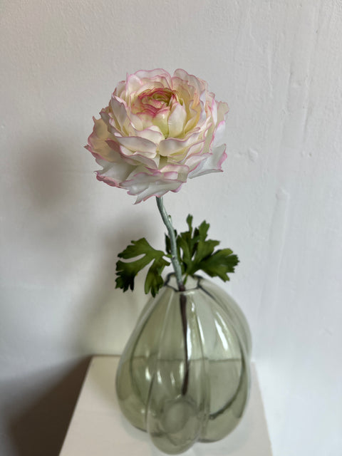 Ranonkel  50 cm  cream/pink
