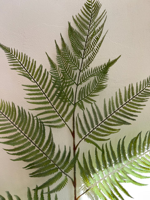 Varen tak  Polystrichum 138 cm  groen