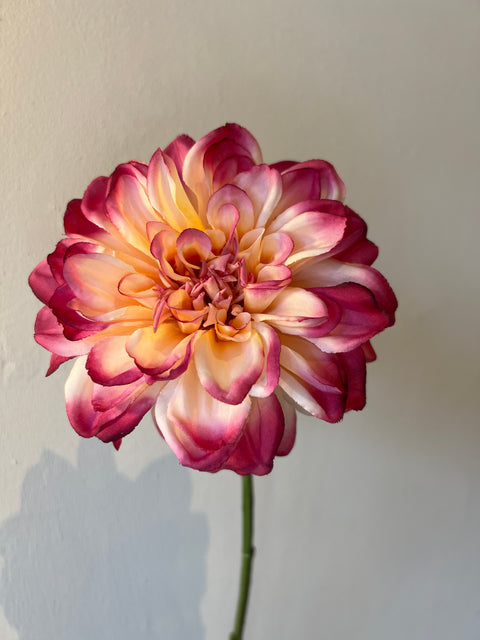 Dahlia bloem crème/roze 68 cm