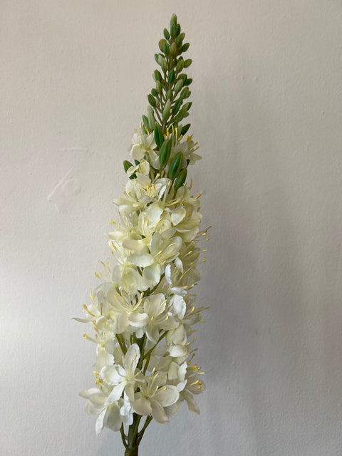 Eremurus wit  85 cm