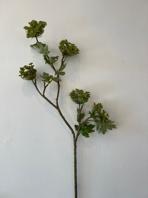 Engelwortel tak groot groen  125 cm