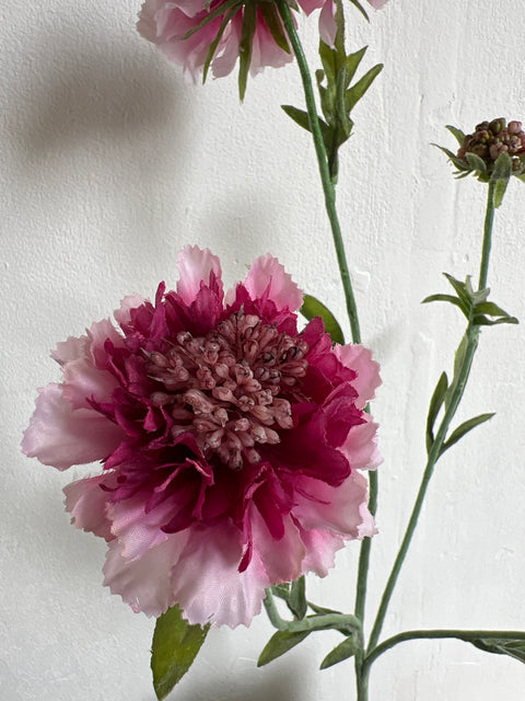 Scabiosa tak 4 roze/donker roze  80 cm