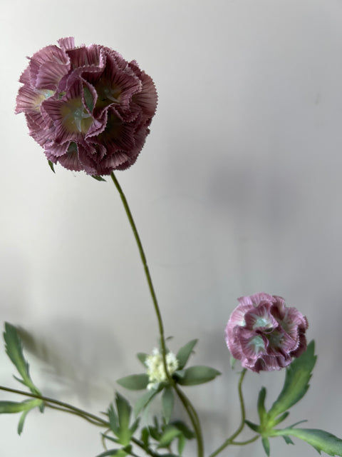 Scabiosa stellata x3 groen roze  75 cm