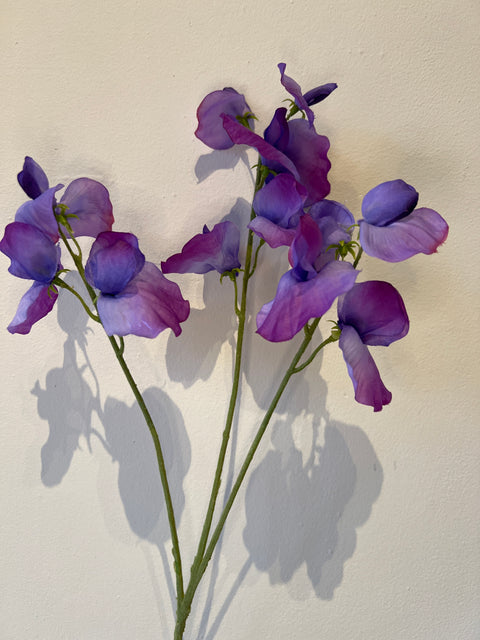 Lathyrus  purple   66 cm