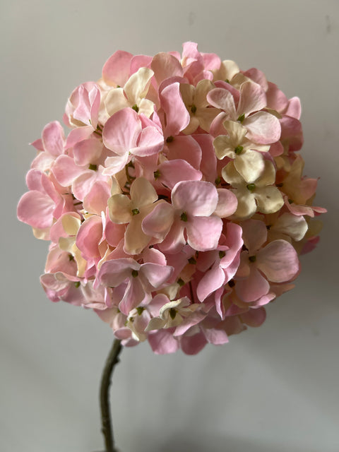 Hortensia bol roze/cream 71 cm
