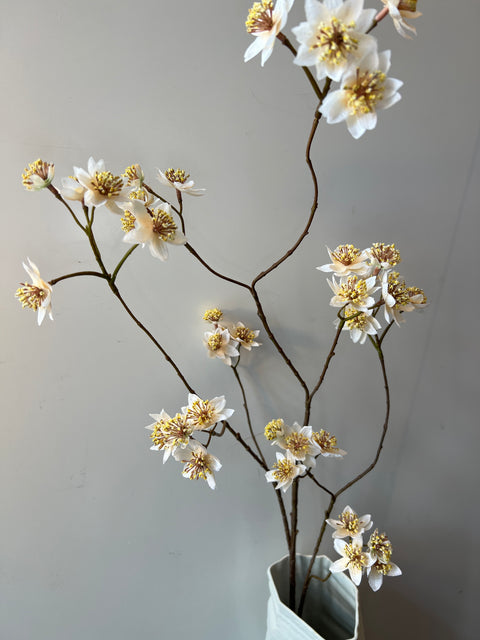 Zeeuws knoopje groot crème 119 cm