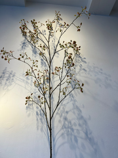 Euonymus tak groot groen/roze  171 cm