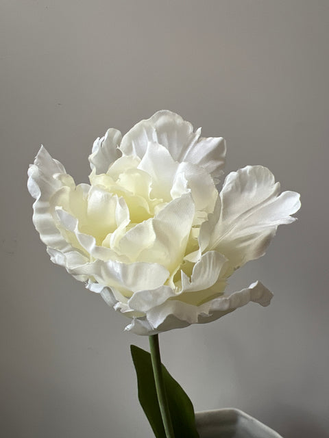 Tulp papagaai  wit  66 cm