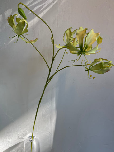 Gloriosa tak wit/groen  89 cm