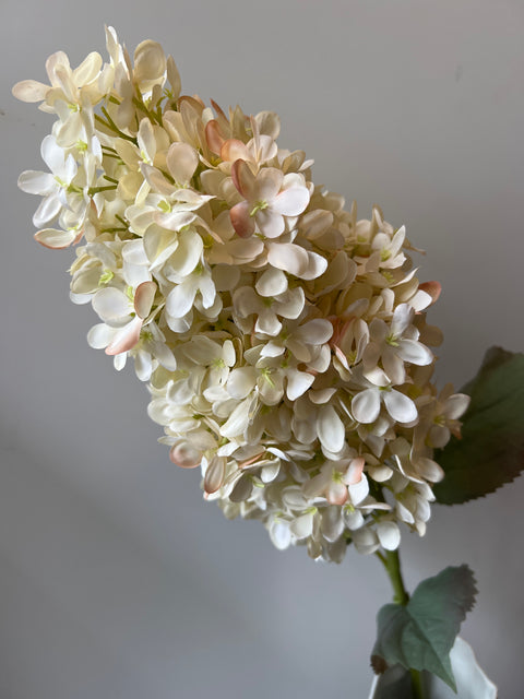 Hortensia pluim cream 90 cm