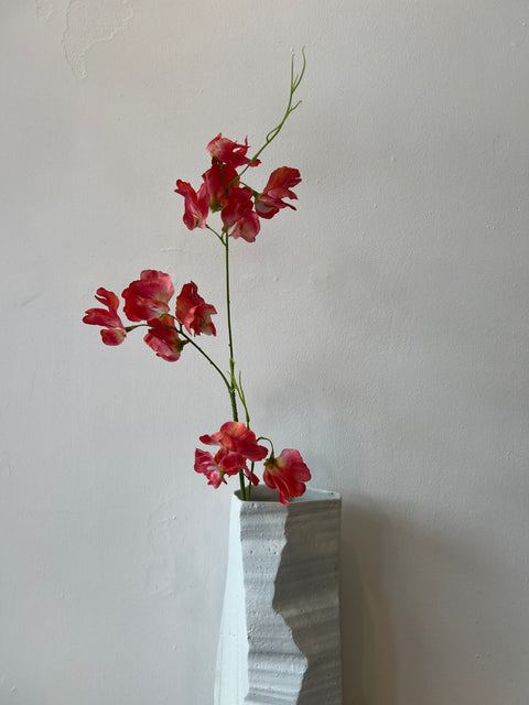Lathyrus zalm 71 cm
