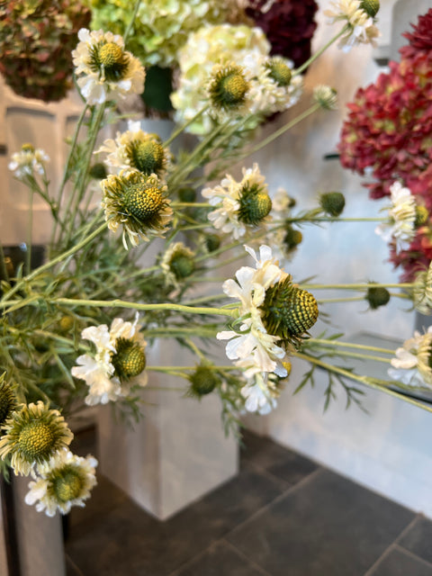 Scabiosa tak crème  127 cm