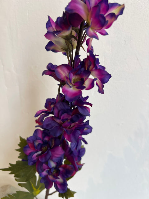 Delphinium  donker paars  78 cm