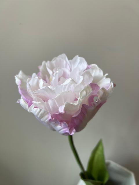 Tulp papagaai  lila  66 cm