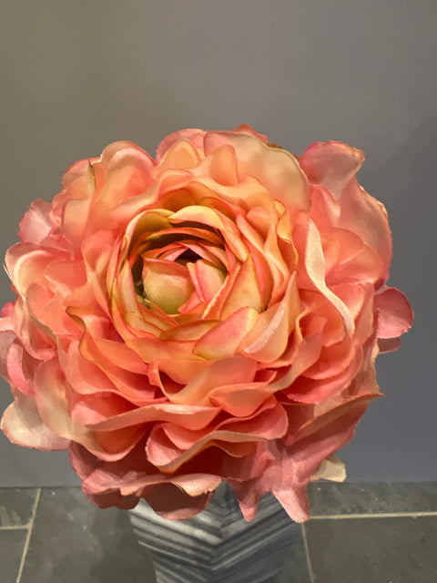 Ranonkel  50 cm roze