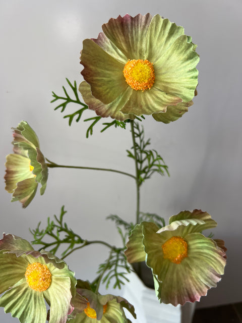 Cosmos spray groen  70 cm