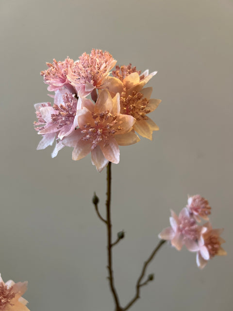 Zeeuws knoopje tak zacht roze 70 cm