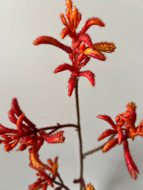 Kangoeroepoot tak rood  76 cm