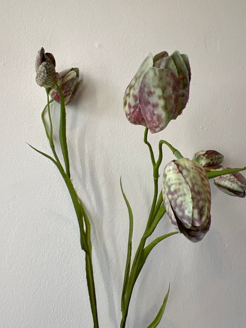 Fritillaria lavendel/cream 64 cm