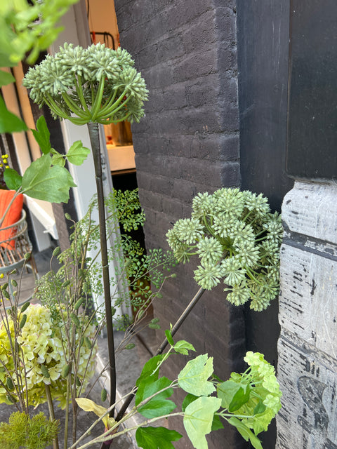 Engelwortel x2   groen  116 cm