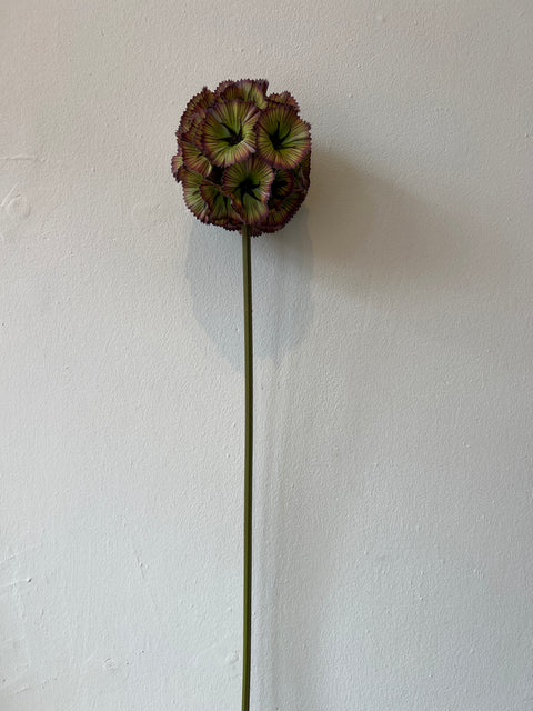 Scabiosa stellata green/purple  66 cm