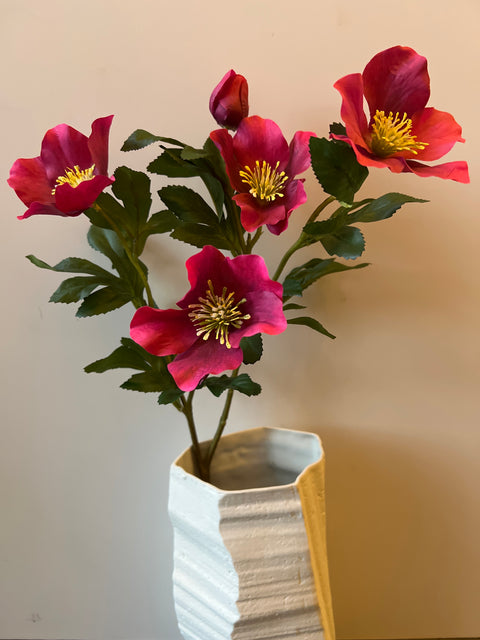 Helleborus 65 cm beauty