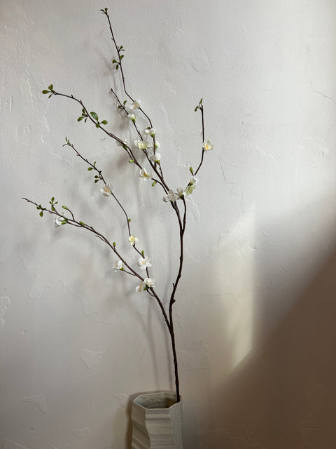 Chaenomeles tak 142 cm wit