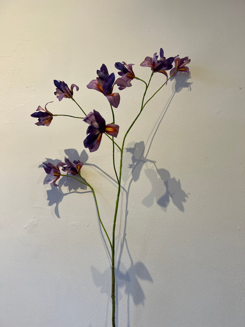 Iris spray lila  105 cm