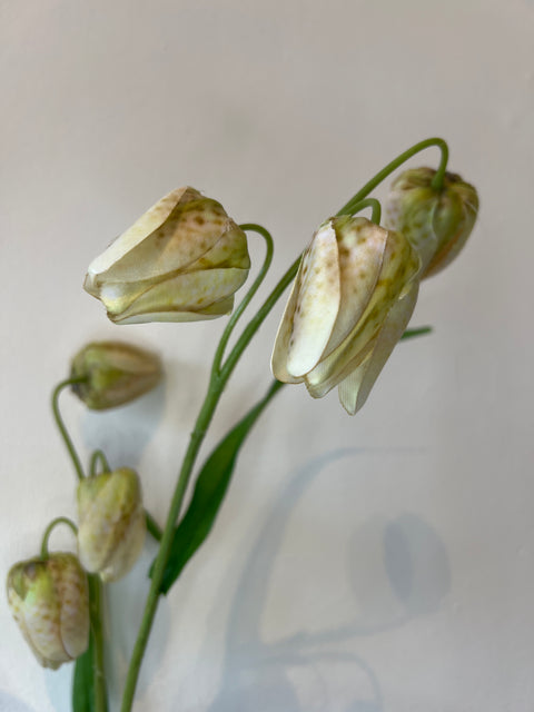 Fritillaria creme/groen 70 cm