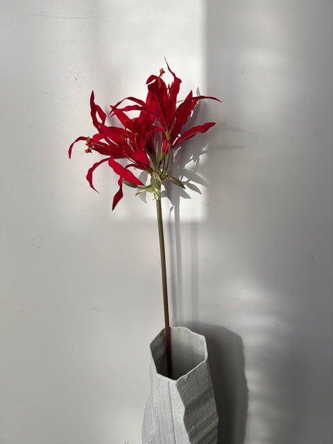 Nerine   81 cm   rood