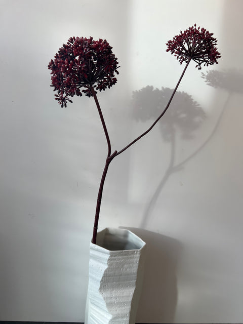 Engelwortel tak 2x bordeaux  77 cm