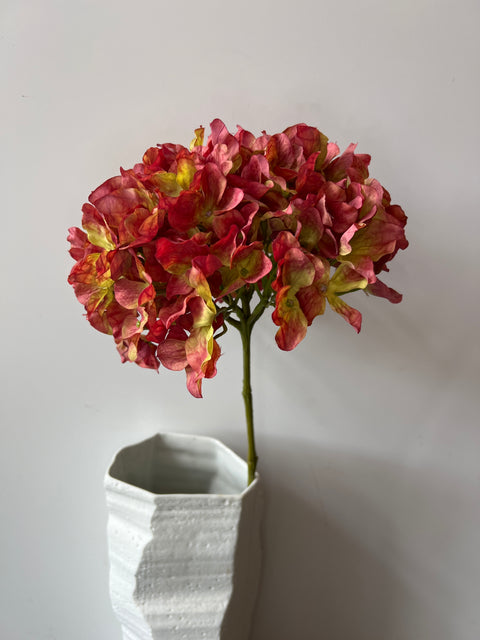 Hortensia bol bordeaux/roze/groen 65 cm
