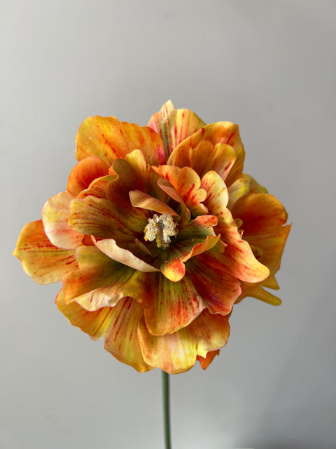 Tulp paris oranje/bruin  68 cm