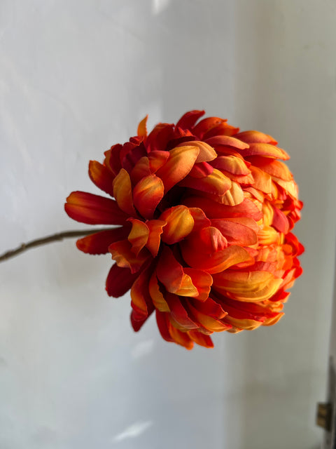 Chrysant Large Mum  oranje/rood  76 cm