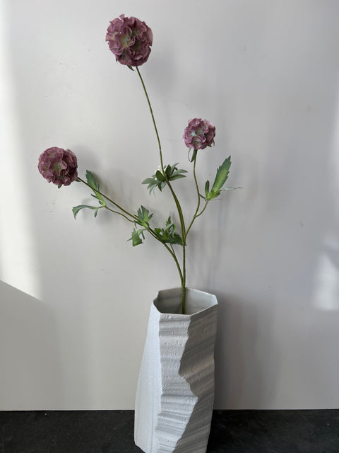 Scabiosa stellata x3 groen roze  75 cm