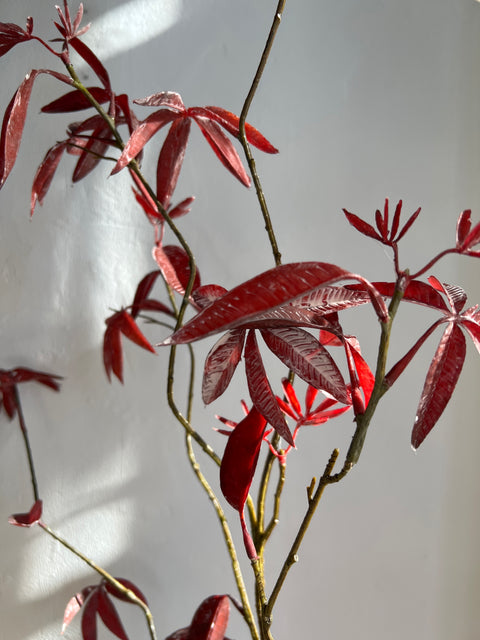 Esdoorn tak bordeaux 126 cm