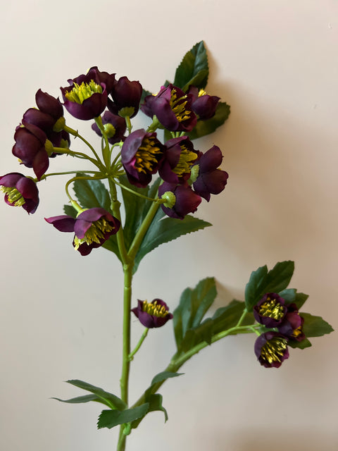 Helleborus bordeaux 67 cm