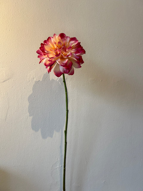 Dahlia bloem crème/roze 68 cm