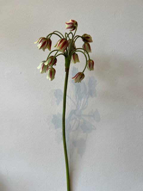 Allium groen/rood  68 cm