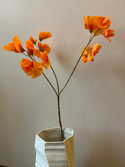 Lathyrus  oranje   66 cm