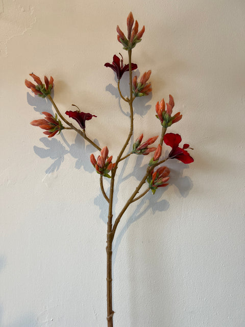 Rhododendron rood 90 cm