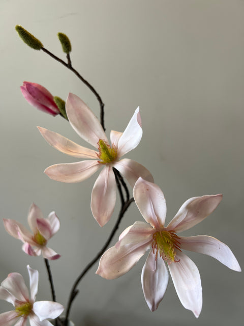 Magnolia tak wit/roze 100 cm