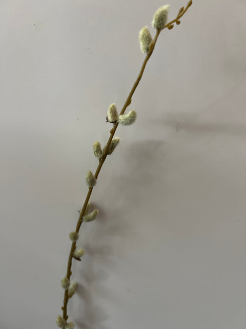 Wilgenkatjes tak groen 105 cm