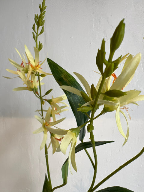 Crocosmia  zacht geel  110 cm