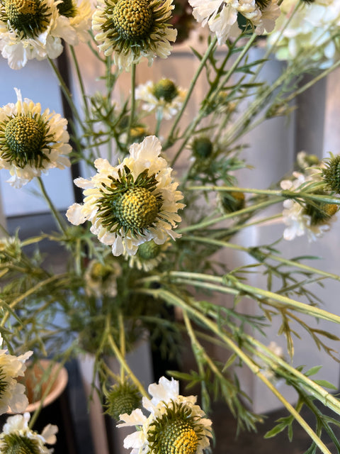 Scabiosa tak crème  127 cm