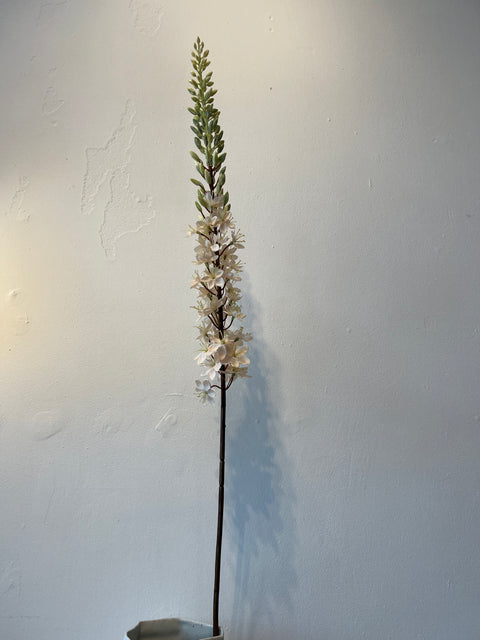 Eremurus steel vanille 109 cm