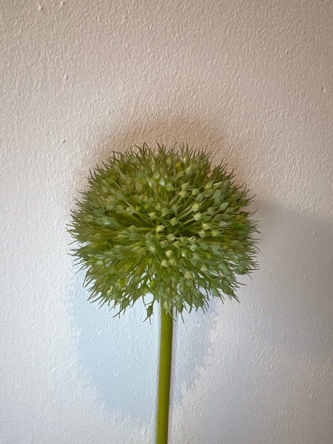 Allium groen  75 cm
