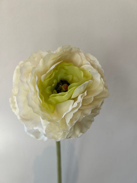 Ranonkel groot 65 cm wit/groen